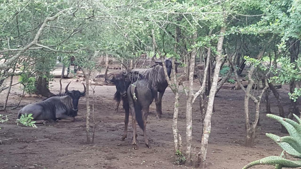 Nanisto Bush Lodge 말로스 파크 외부 사진
